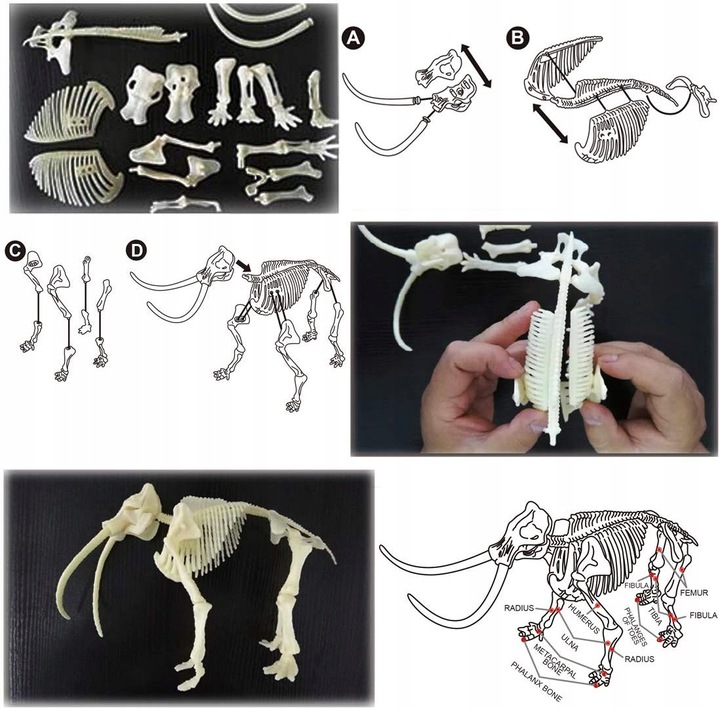 CLE Naukowa zabawa Skamienialosci Mamut 50859